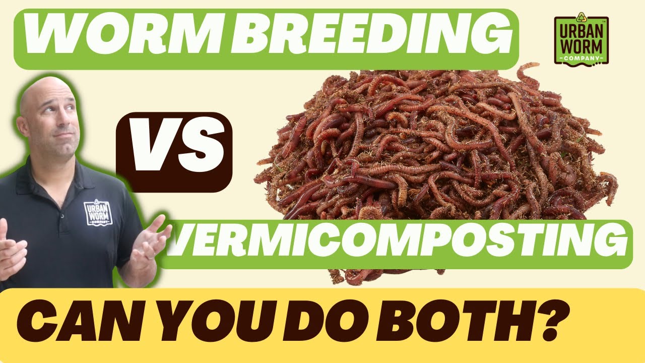 Worm Breeding vs Worm Composting: Do Both or Keep Them Separate