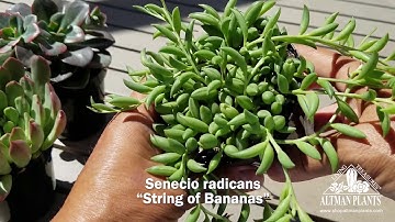 Quick Peek: Senecio radicans "String of Bananas”