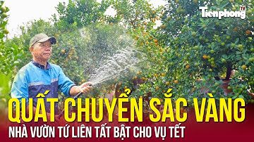 Quất chuyển sắc vàng, nhà vườn Tứ Liên tất bật cho vụ Tết