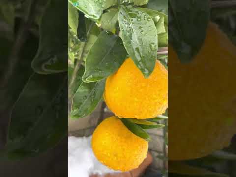 Апельсины в снегу //oranges in the snow // ფორთოხალი თოვლში