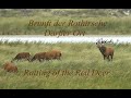 Hirschbrunft Darß Nationalpark Vorpommersche Boddenlandschaft Darßer Ort, Deer rut, Rutting Red Deer