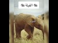 حيوانات مهددة بالانقراض بحلول عام 2050 م