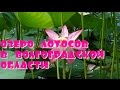 Озеро Лотосов В Волгоградской Области🌷