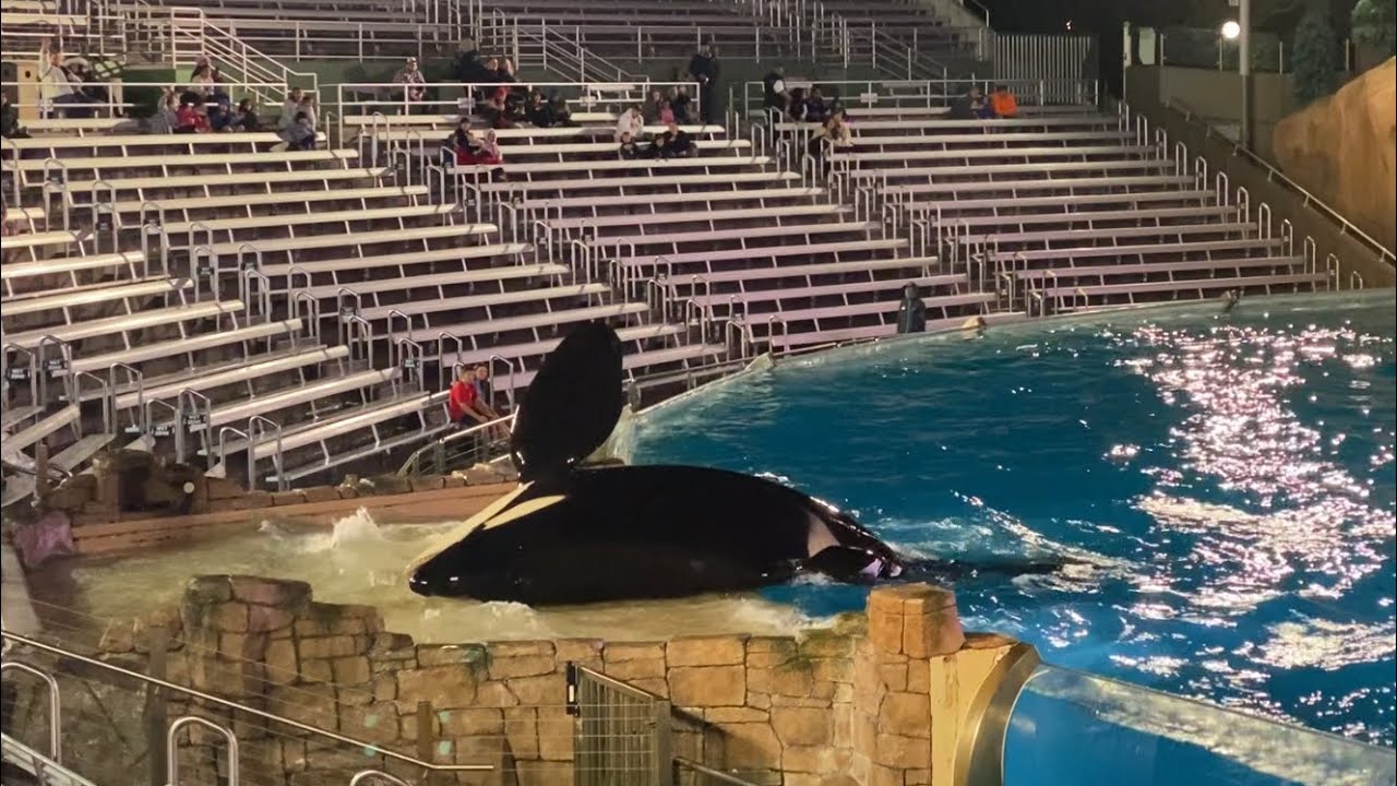 Corky and Keet during Orca Encounter at SeaWorld San Diego December ...