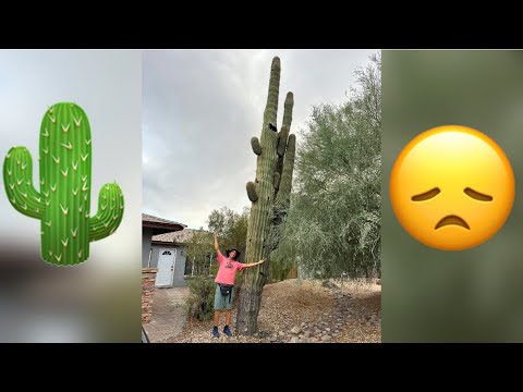 My 30 year old cactus fell over