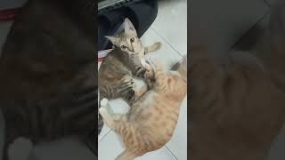Mèo Mimi chơi với mèo Lyly 12/06/2026 #mariale175 #mèo #mèolyly #mèomimi #richiejen #liuyuning #cats
