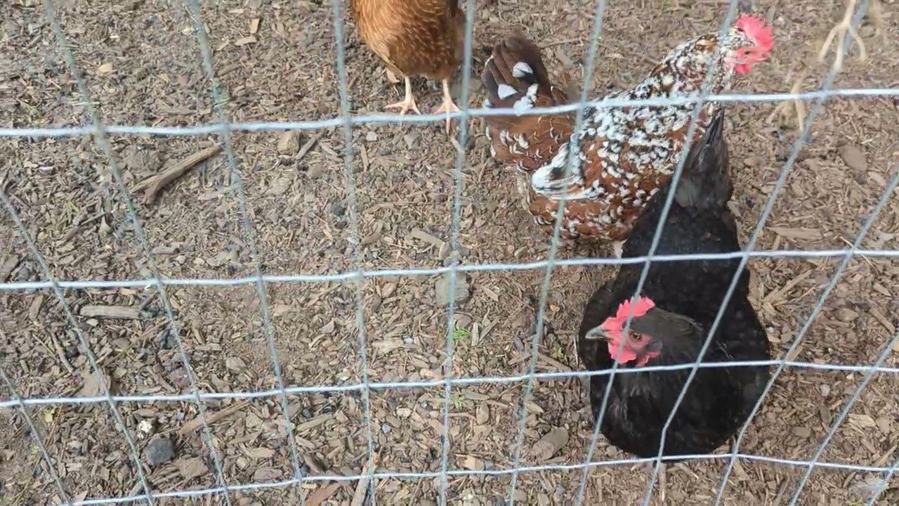 Talking with chickens is so fun!