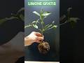 LIMONI GRATIS, ecco il modo più semplice e veloce per avere piante di limone,partendo da rametti