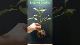 LIMONI GRATIS, ecco il modo più semplice e veloce per avere piante di limone,partendo da rametti