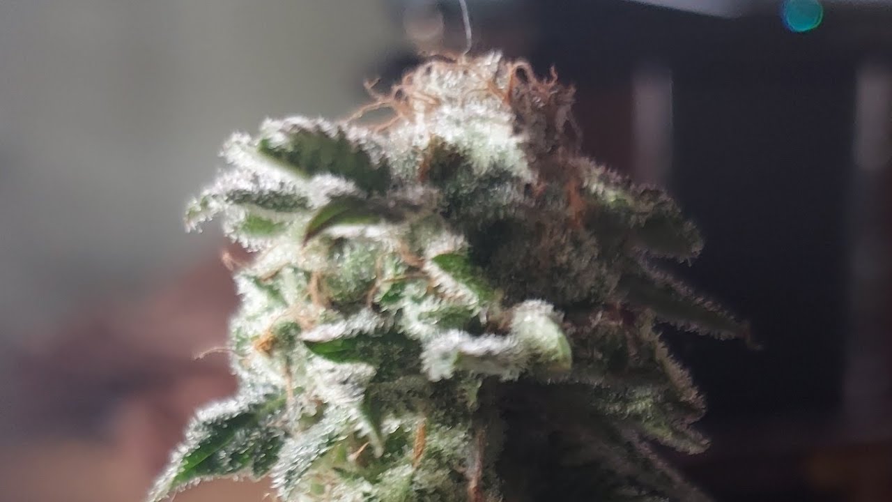 UPDTE INDOOR CANNABIS GROW. HARLEY GROWER, EAST COAST DANKNESS, SMOKING MONKEY GENETICS. AUTO CLONES