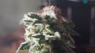 UPDTE INDOOR CANNABIS GROW. HARLEY GROWER, EAST COAST DANKNESS, SMOKING MONKEY GENETICS. AUTO CLONES