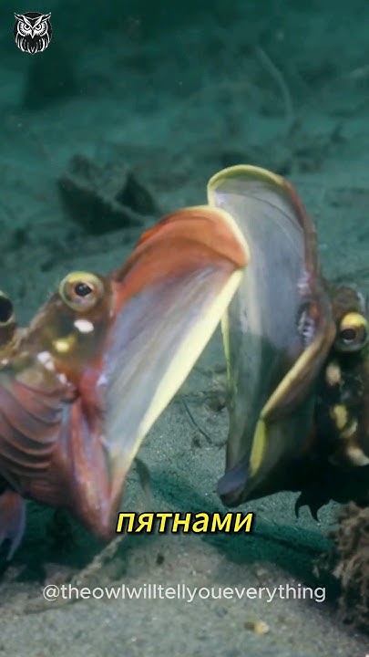 Осторожно, Морская щучья собачка! #fishdog #fish #animals #животные # ...