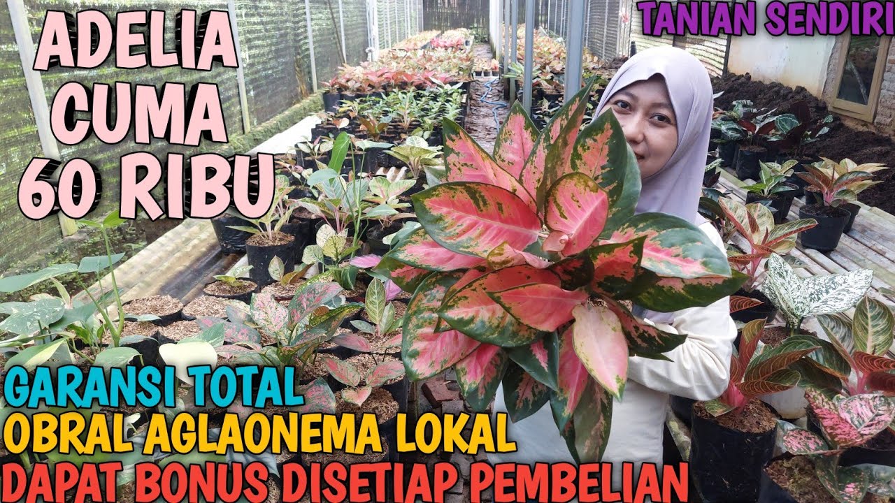OBRAL AGLAONEMA 17 FEBRUARI 2026 | TANIAN SENDIRI | 100% AMANAH | GARANSI TOTAL ❗️