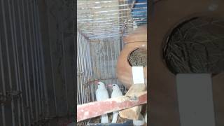White Java Birds #shorts #youtubeshorts #white Java Voice