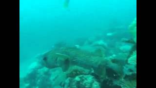 Scuba - Cabbage Patch, Fiji