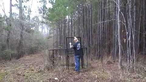 Deer in hog trap