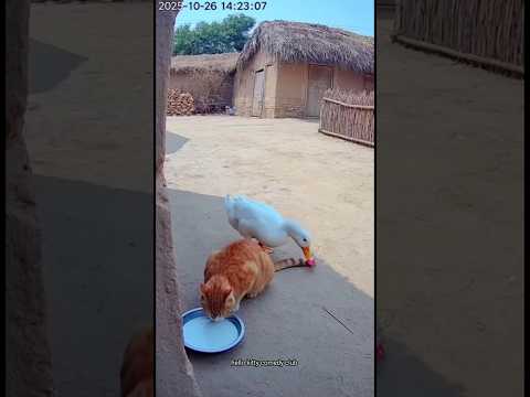 انظر خلف القطة قطة شورت