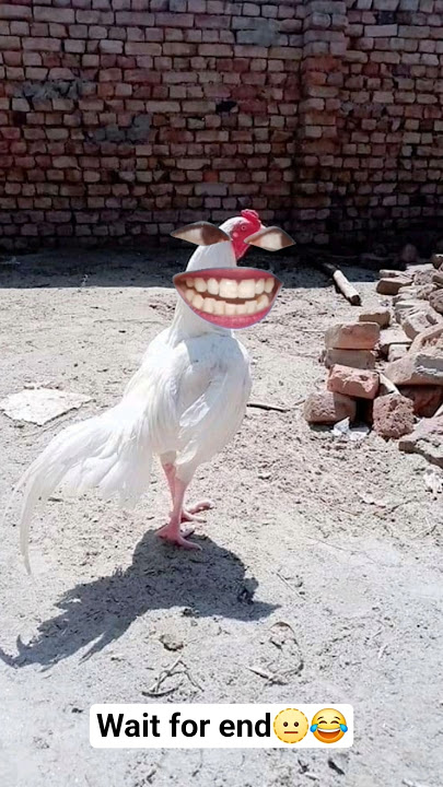 Karwachauth or last night of the rooster 😂🤣| Thethar puns comedy | #aalupyaj #comedy #thetharpuns