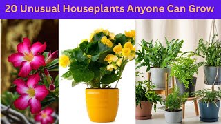 20 Unusual Houseplants Anyone Can Grow || #indoorplants #houseplants by nsfarmhouse 103 views 1 month ago 2 minutes, 44 seconds