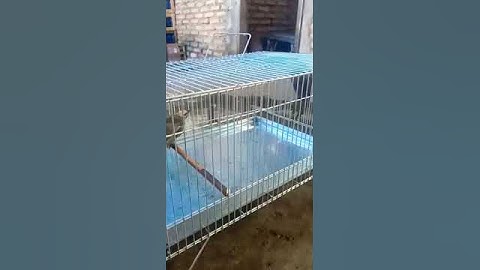 Cucakrawa sumatera,pasangan muda mandi sore.