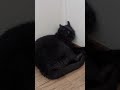 保護猫 昼寝