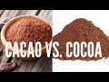 Difference Between Cacao & Cocoa? - YouTube