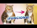 ¿Cómo hacer que UN GATO ADELGACE DE FORMA EFECTIVA y llegue a su PESO IDEAL? 🙀🤓