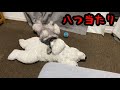 遊んでくれない鬱憤を晴らす犬