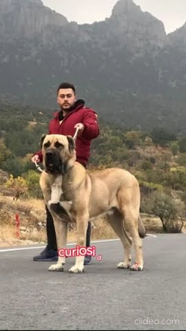 o cão com maio força de mordida conheça o kangal curiosidades