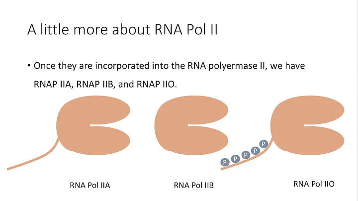 Figure 11.20  TFIIH phosphorylates the CTD of RNA polymerase (Rbp1 subunit) - DayDayNews