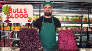 How to grow micro beets - Bulls blood