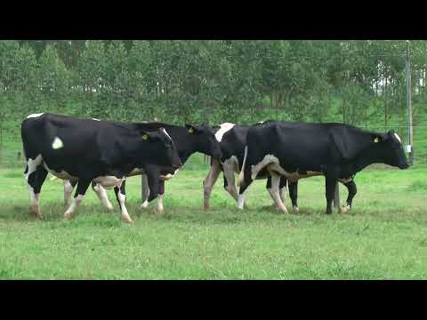 LOTE 251   21º LEILÃO SANTA LUZIA   LEITE COM RAÇA🥛🐄