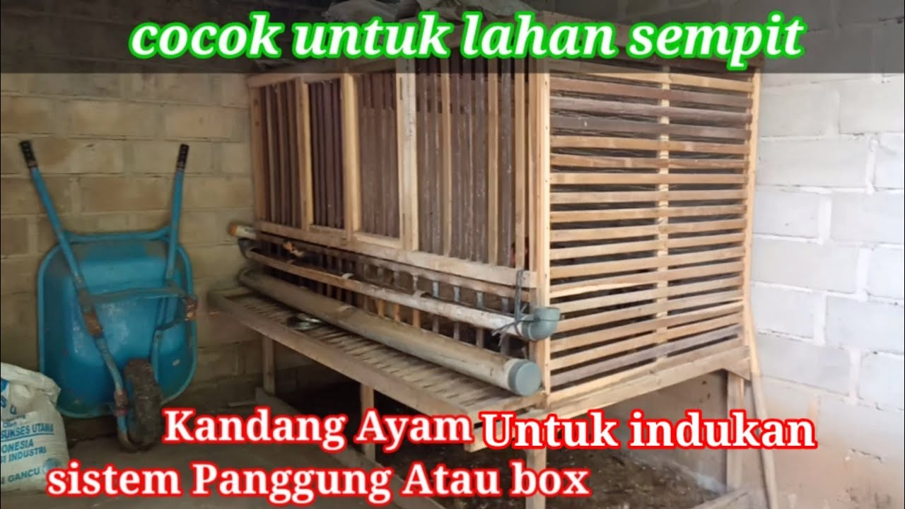 kandang indukan ayam kampung sistem  box/panggung#kandangayamkampung#bulusrowo - YouTube, image size:1280x720
