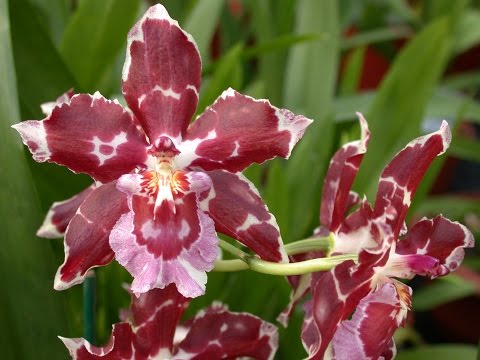 Video: Vrste Severnih Orhidej