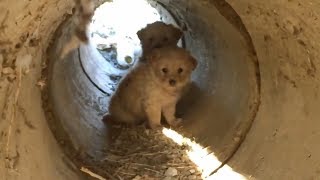 Scared Puppies Rescued from a Pipe