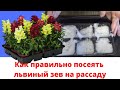 Как правильно посеять ЛЬВИНЫЙ ЗЕВ на рассаду