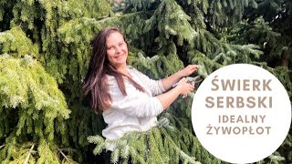 Świerk serbski, idealny żywopłot. Jak ciąć świerk serbski aby szybko się zagęścił.