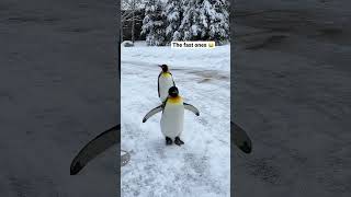 The Penguin Walk takes place daily at the Calgary Zoo. #Calgary #travelvlog #penguins {press trip} Resimi