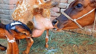 Goat Breastfeeding Big Calf Vs Goat Baby New Video
