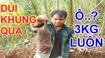 ĐI ĐÀO HANG DÚI(Tập 3)BẮT ĐƯỢC DÚI SIÊU KHỦNG /Hồ Kray Bàn - Cuộc Sống Ở Nông Thôn