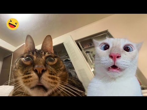Funny Dogs And Cats Videos 2024 😅 - Best Funniest Animal Videos Of The week #07