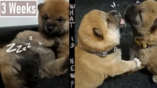 Shiba Puppies 3 Weeks Old || Everything Is Beginning || by Momo The Shiba 151 views 1 year ago 1 minute, 44 seconds