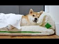 My Shiba Inu’s Morning Routine の動画、YouTube動画。
