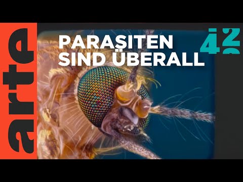 Video: Warum sollten Sie sich für Parasiten interessieren?