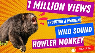 Wild Howler Monkey Sound: Hear the Rare Warning Roar of an Alpha Male