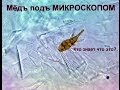 Мёд под микроскопом 2000x