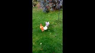 Chickens taking flight