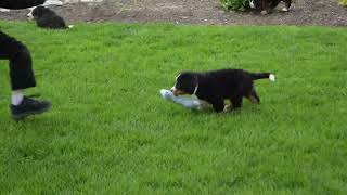 Bernese Mountain Dog Puppies For Sale by Greenfield Puppies 161 views 3 days ago 40 seconds