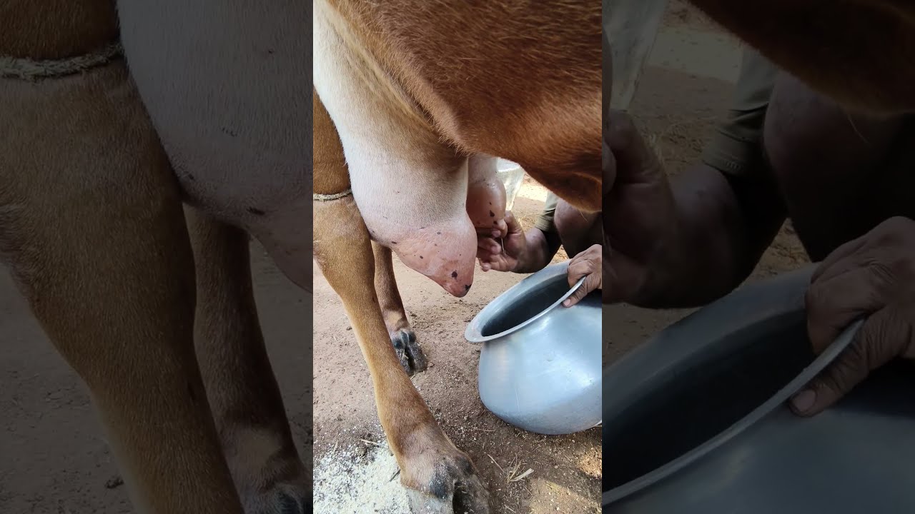 Manual Milking Of A Gir Cow Speed Big Udder Red