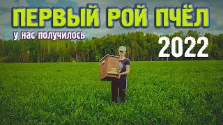 ПОЙМАЛИ РОЙ ПЧЁЛ 2022